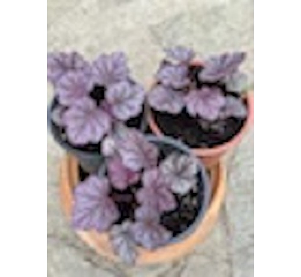 Heuchera "Pink Panther" - 0.1 - 0.2 м.
