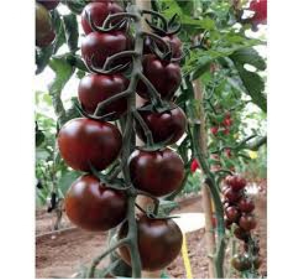 Продавам разсад Домати - сорт "Чери-черно" - вкоренен в контейнер.