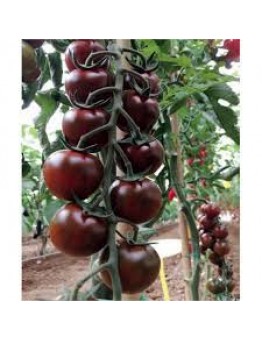 Продавам разсад Домати - сорт "Чери-черно" - вкоренен в контейнер.