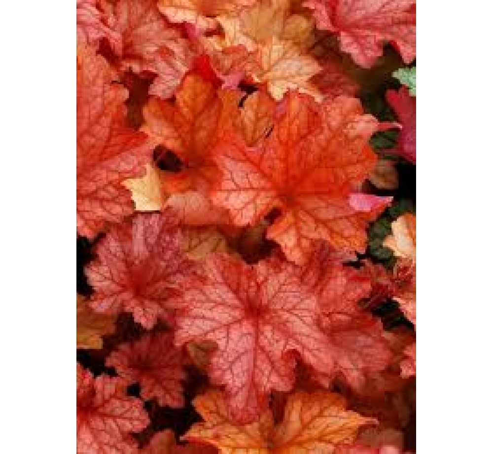 Heuchera "Paprica" - 0.1 - 0.2 м. Heuchera "Paprica" - 0.1 - 0.2 м.