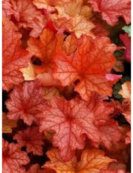 Heuchera "Paprica" - 0.1 - 0.2 м.