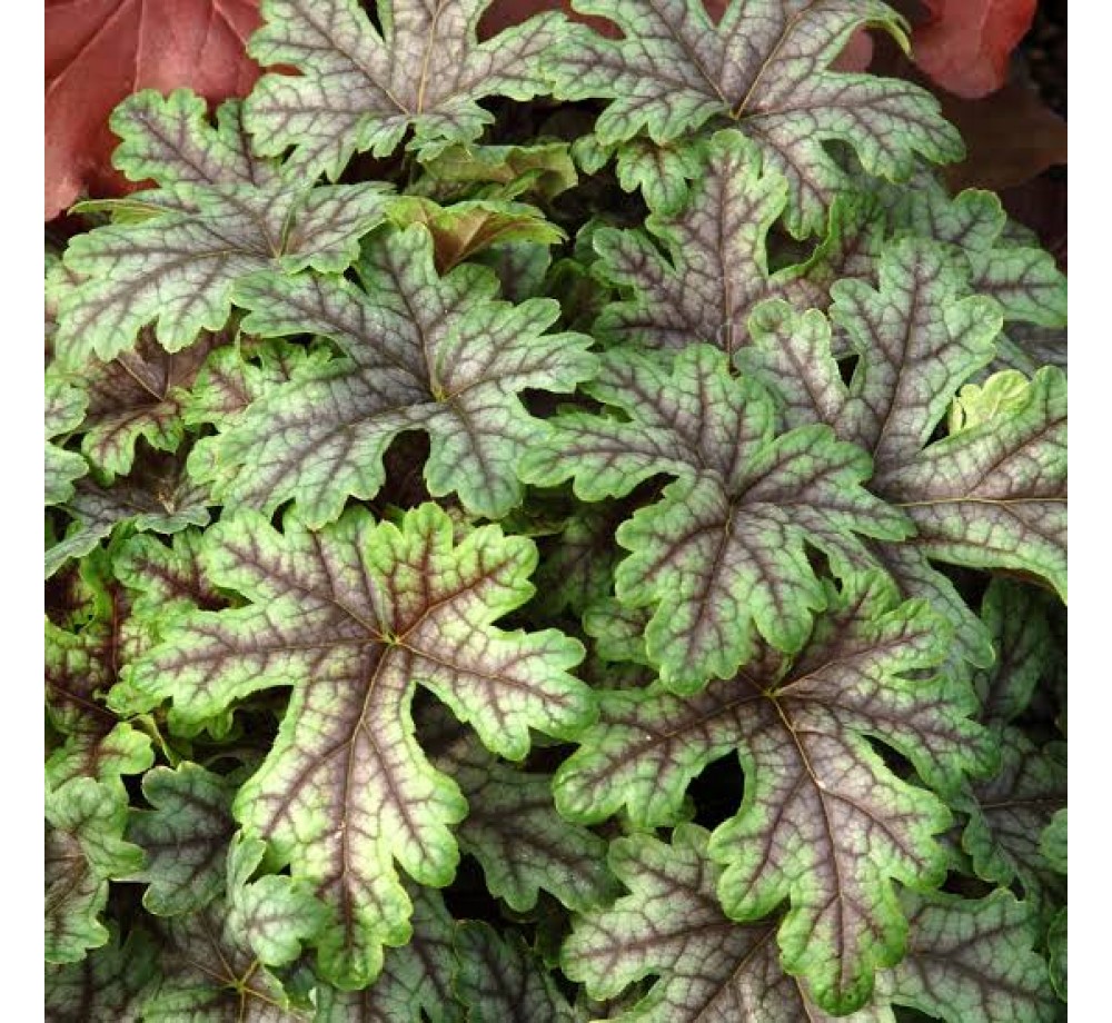Heuchera "Tapestry" - 0.1 - 0.2 м.