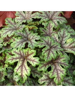 Heuchera "Tapestry" - 0.1 - 0.2 м.
