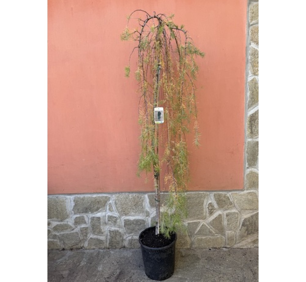 Larix kaempferi pendula  - Ларикс, японска лиственица (плачеща) - 1,50 - 1,70 м.