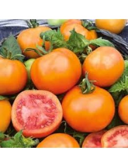 Продавам разсад жълти Домати - сорт "Jantar" - вкоренен в контейнер.