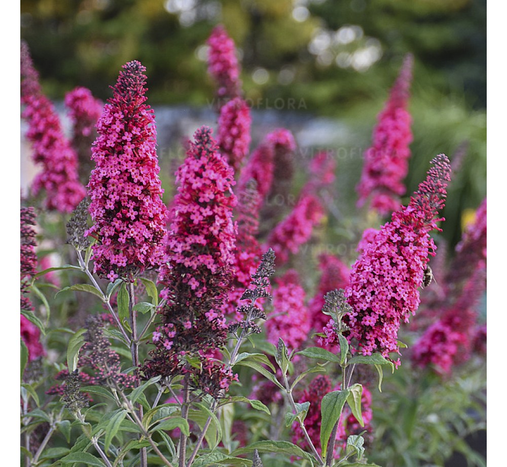 Buddleja davidii 'Prince Charming'   - Будлея - приблизителни размери - 0.2 - 0.4 м.