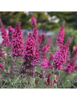 Buddleja davidii 'Prince Charming'   - Будлея - приблизителни размери - 0.2 - 0.4 м.