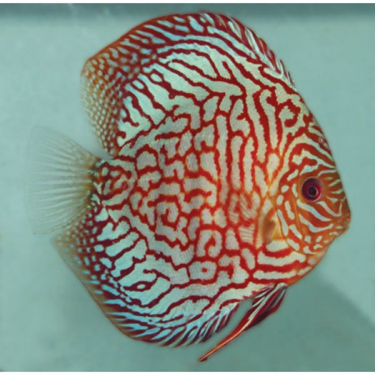 Discus Red Turquoise Checkeboard - Дискус - 6-7 см. | Градински център