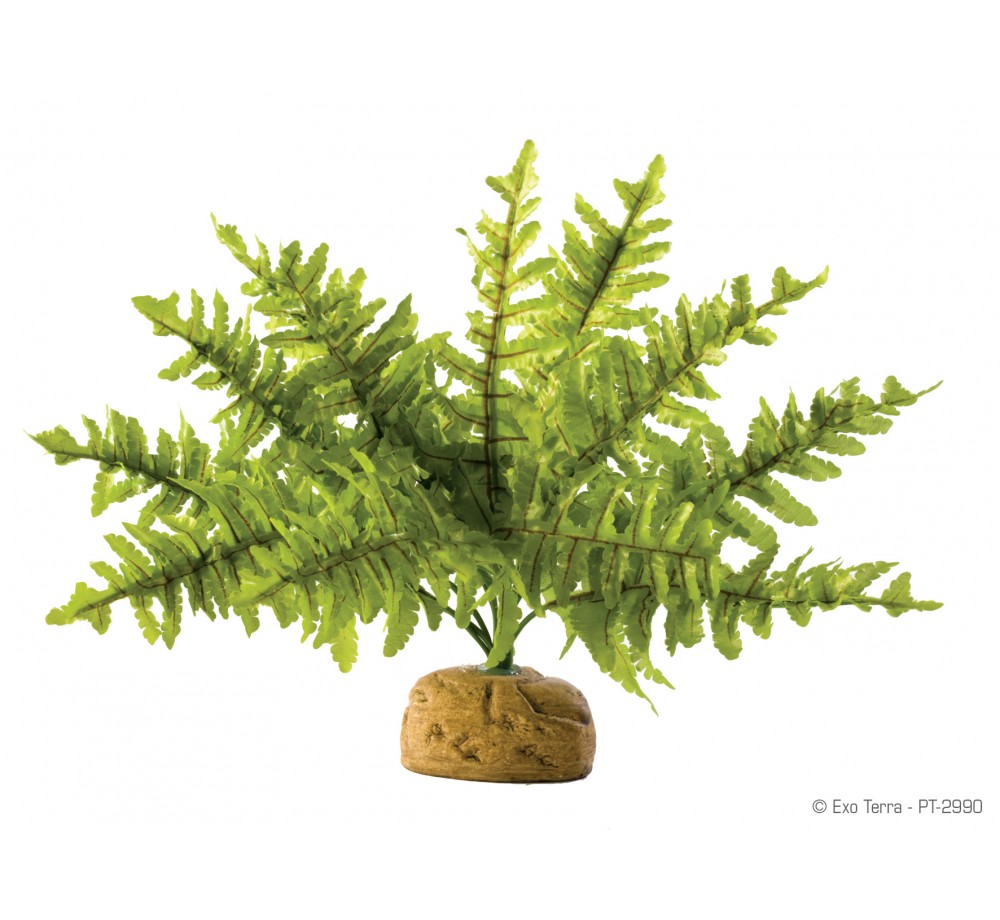 Exo Terra - Boston Fern Small - горско декоративно растение за терариум