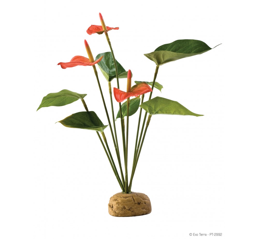 Exo Terra - Anthurium Bush - горско декоративно растение за терариум