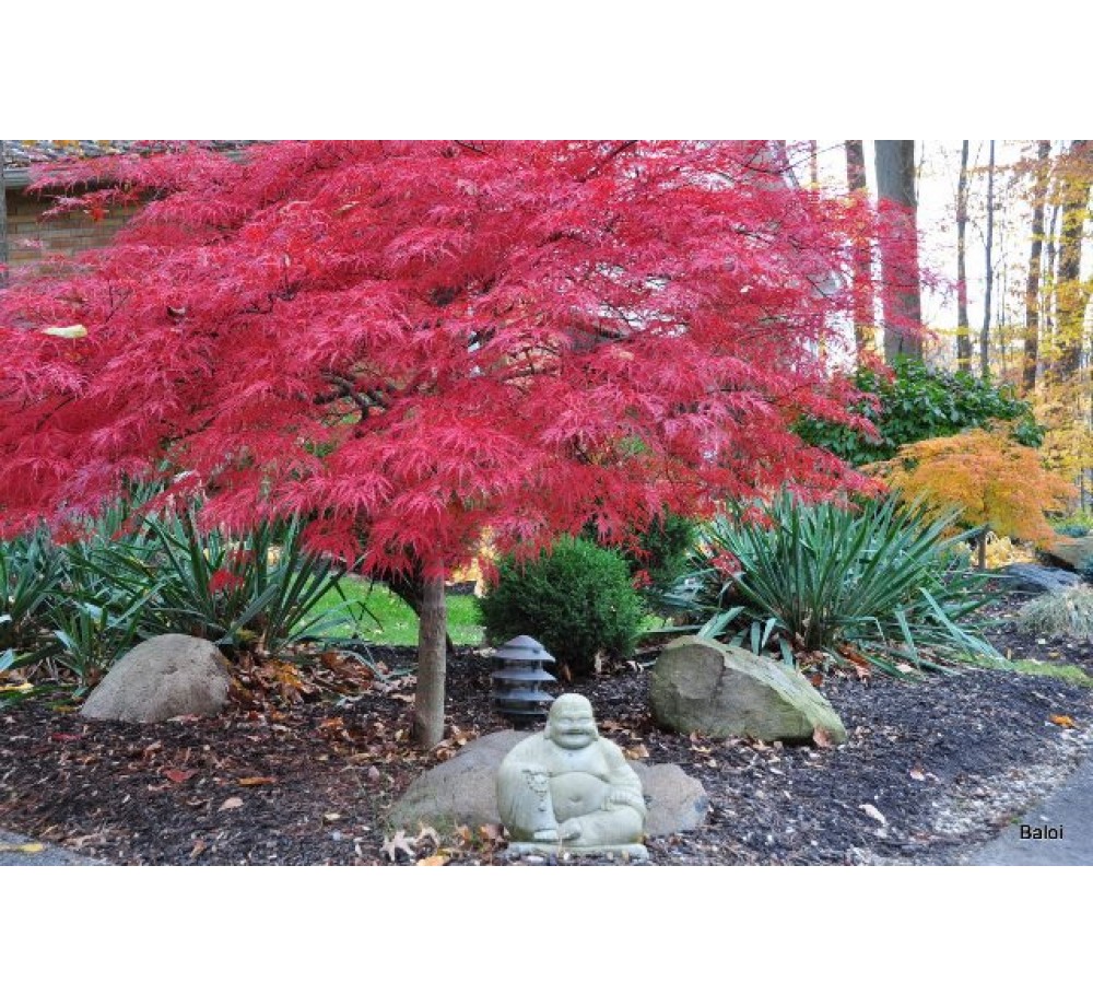 Acer Palmatum Dissectum Viridis  - Явор (клен) - височина на растението - 0.50 м.