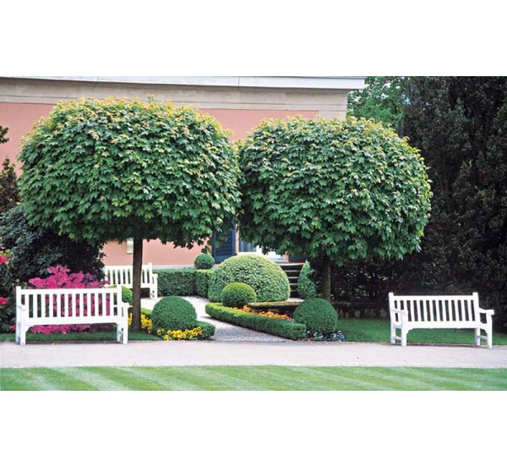 Acer platanoides 'Globosum' - Явор (клен) - приблизителни размери - 250 - 300 см. Acer platanoides 'Globosum' - Явор (клен) - приблизителни размери - 250 - 300 см.