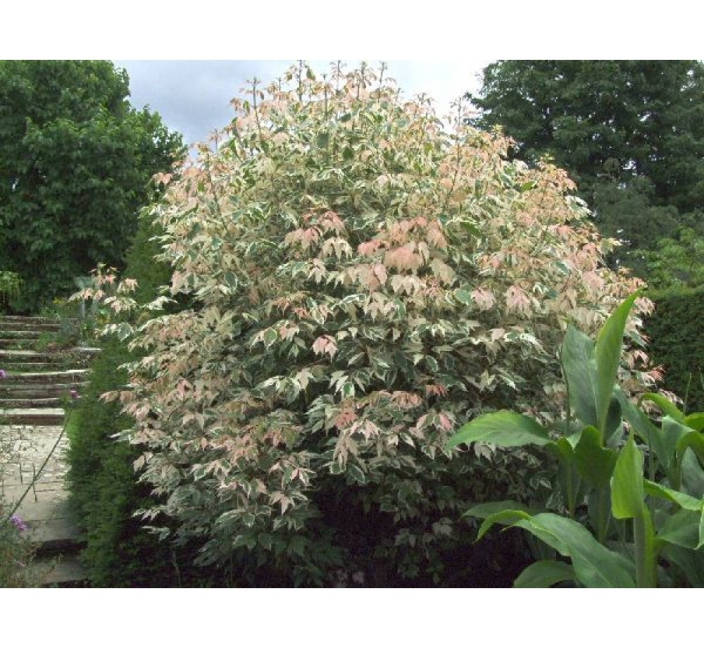 Acer negundo 'Flamingo' - Явор (клен) - приблизителни размери -  120 - 150 см.