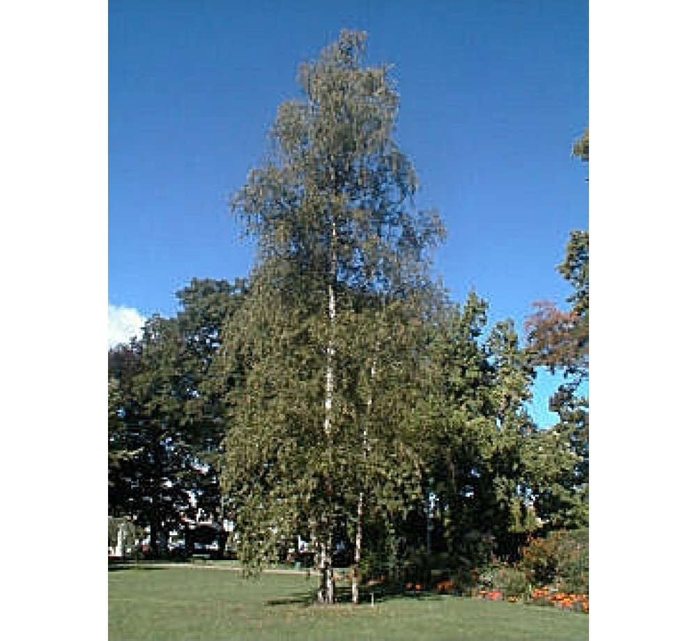 Betula pendula (verrucosa) - Бреза бяла – 1.4 – 1.7 м.