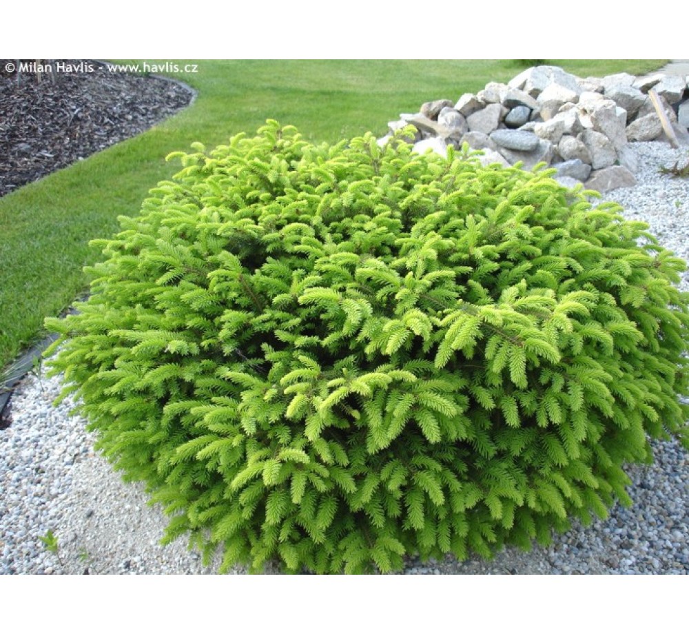 Picea abies 'Nidiformis' - Смърч височина - 10 - 15 см. Picea abies 'Nidiformis' - Смърч височина - 10 - 15 см.