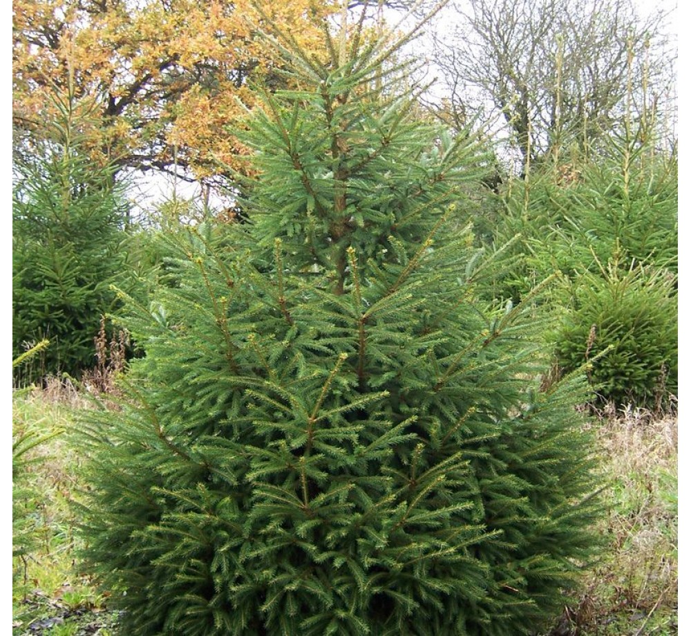 Picea abies - Европейски смърч - 150 - 170 см. Picea abies - Европейски смърч - 150 - 170 см.