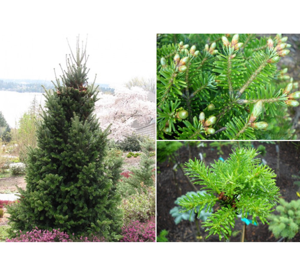 Abies nordmaniana - Кавказка ела - 40 - 60 см. В контейнер
