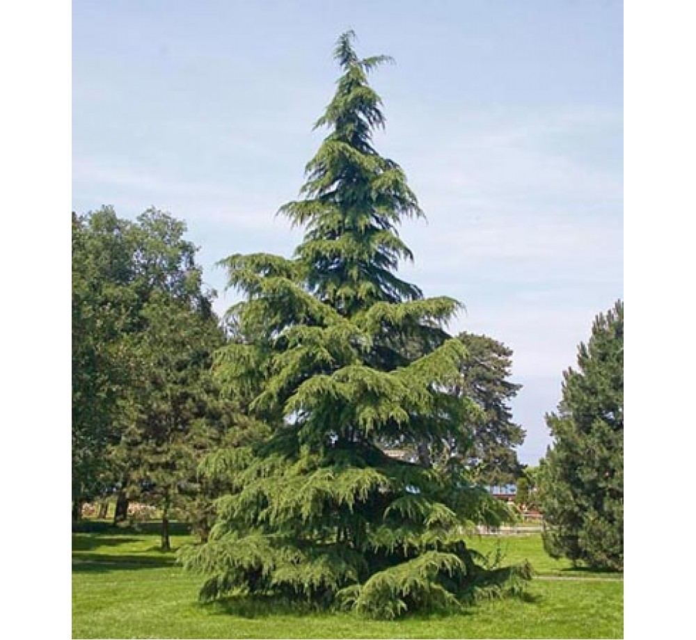 Cedrus deodara“aurea” - Хималайски кедър - височина - 2,00 - 2,20 м.