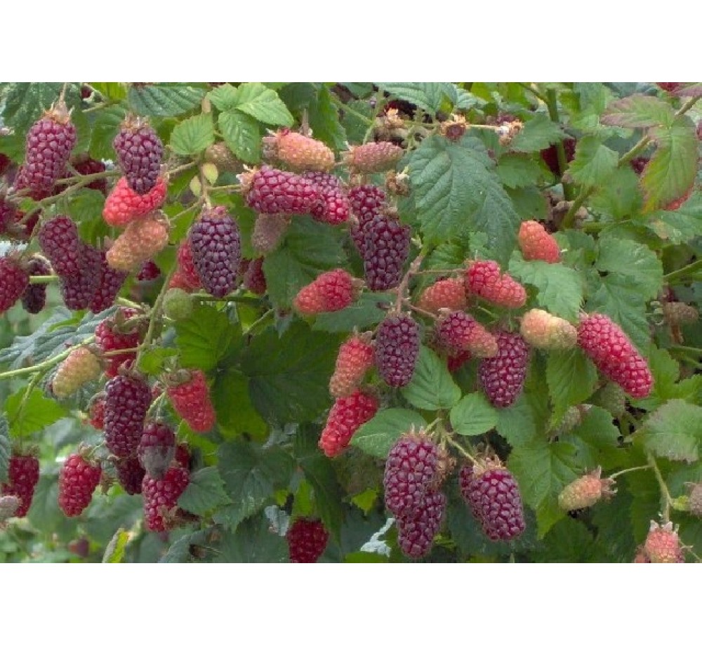 Тайбери - Tayberry Medana - височина 40 - 60 см. Тайбери - Tayberry Medana - височина 40 - 60 см.