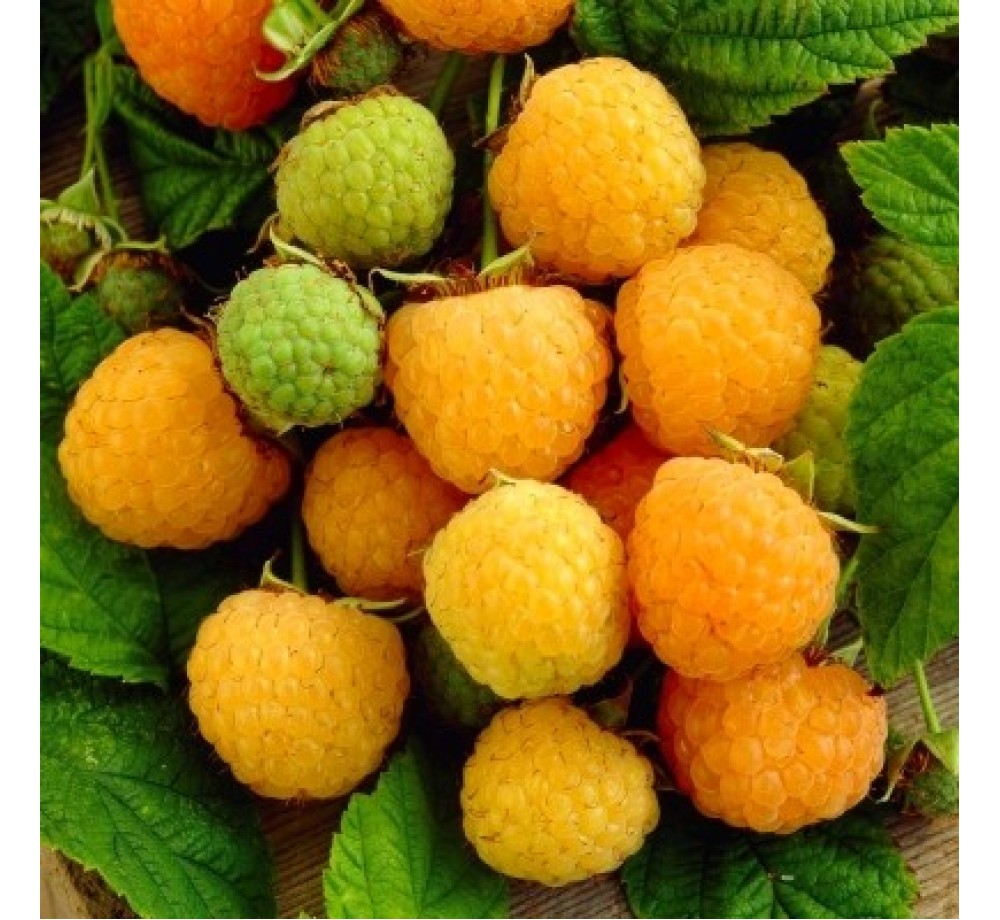 Малина храстовидна - жълта Rubus idealis fallgold - 10 - 20 см.