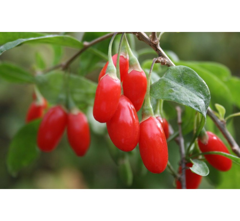 Годжи Бери (Goji berry) - 2 годишна Годжи Бери (Goji berry) - 2 годишна