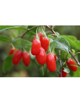 Годжи Бери (Goji berry) - 3 годишна