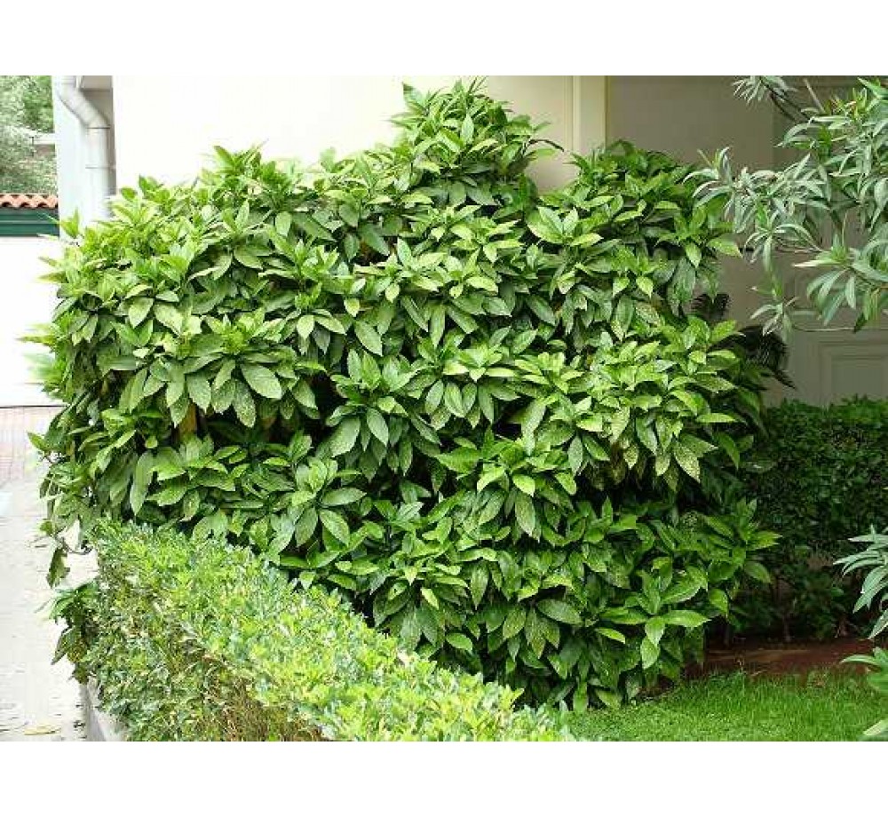 Aucuba japonica - приблизителни размери - 20 - 40 см.