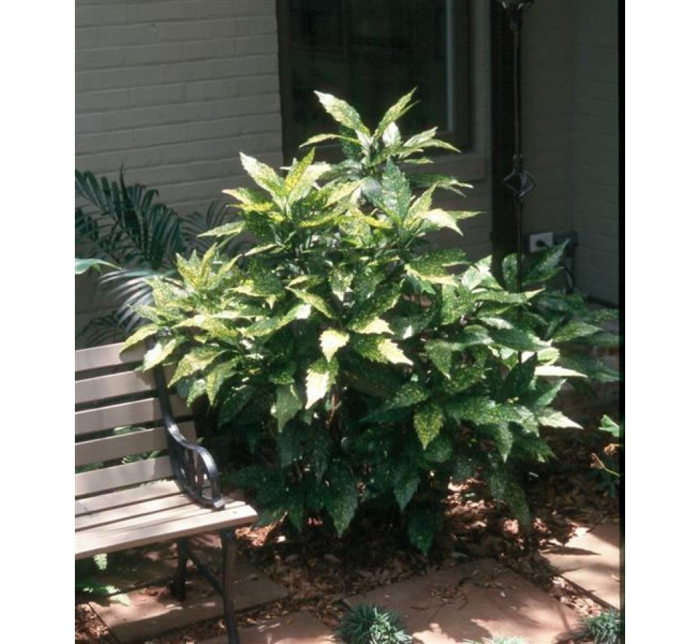 Aucuba japonica 'Variegata'  - приблизителни размери - 20 - 40 см.