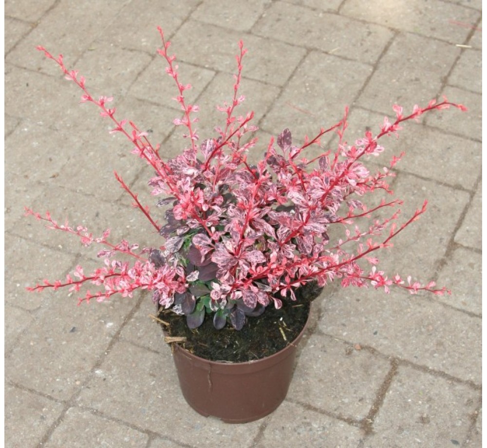 Berberis thunbergii 'Arlequin' - приблизителни размери - 20 - 40 см.