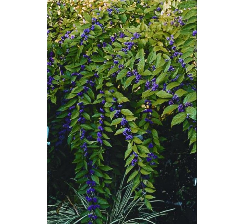 Callicarpa dichotoma - Каликарпа - приблизителни размери - 40 - 60 см. Callicarpa dichotoma - Каликарпа - приблизителни размери - 40 - 60 см.