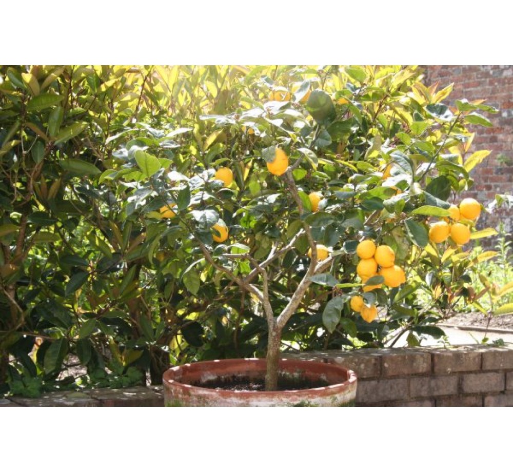 Citrus limonium - лимон - 3 годишен- височина 1.40- 1.7 м.