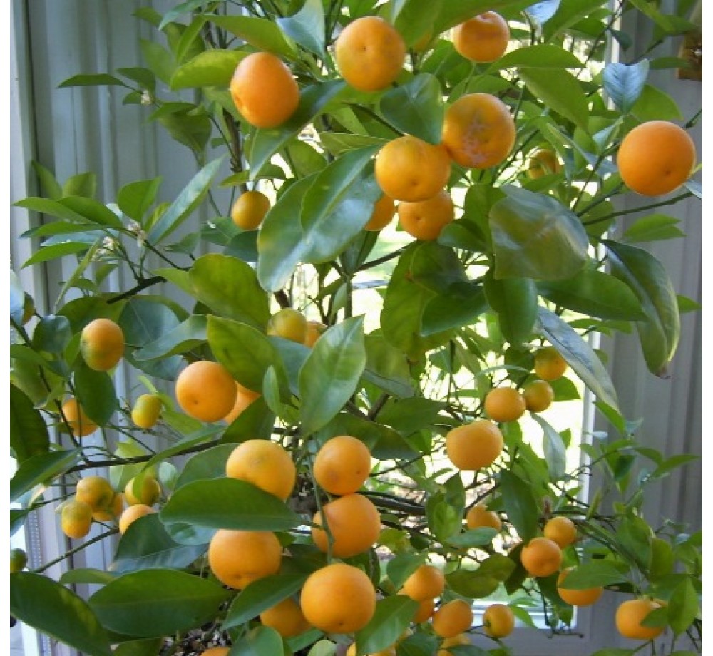 Citrus nobilis - мандарина - 3 годишен- височина 1.00 - 1.10 м. Citrus nobilis - мандарина - 3 годишен- височина 1.00 - 1.10 м.