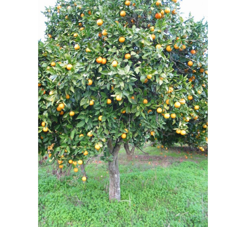Citruss sinensis - портокал - 3 годишен- височина 1.00 - 1.10 м.