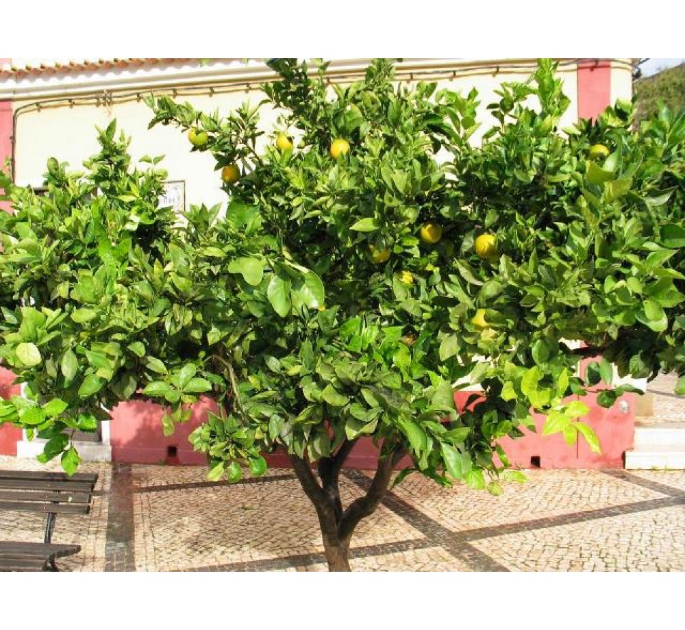 Citrus paradisi - грейпфрут - 2 годишен- височина 1.00 - 1.10 м. Citrus paradisi - грейпфрут - 2 годишен- височина 1.00 - 1.10 м.