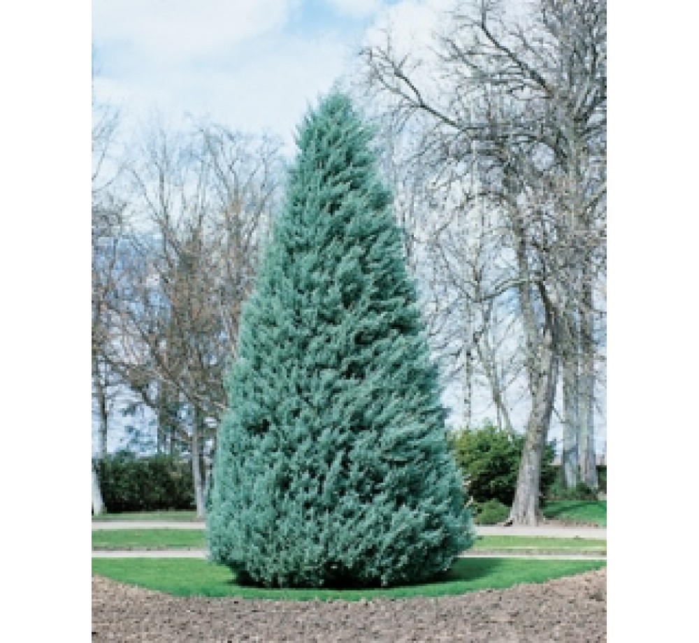Cupressus arizonica conia - Купресус - височина на растението - 0.8 - 1.2 м.