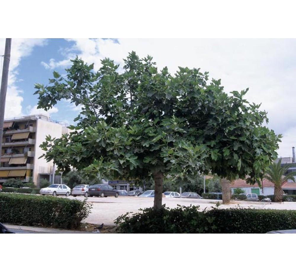 Ficus carica - смокиня- височина 1,30 - 1,50 м./ в контейнер/ Ficus carica - смокиня- височина 1,30 - 1,50 м./ в контейнер/