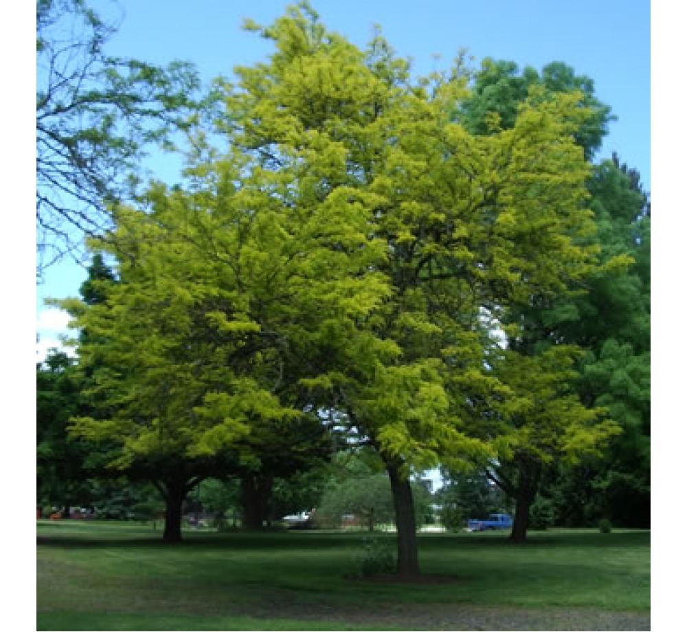 Gleditsia triacanthos inermis - акация - приблизителни размери - 50 - 80 см.