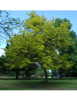 Gleditsia triacanthos inermis - акация - приблизителни размери - 50 - 80 см.