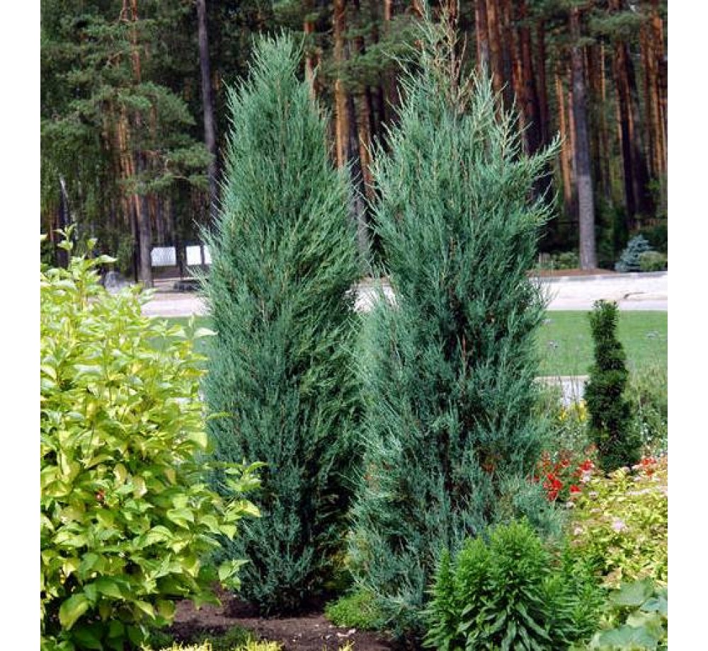 Juniperus virginiana 'blue arrow' - хвойна "синя стрела" - височина - 200 -225 см. Juniperus virginiana 'blue arrow' - хвойна "синя стрела" - височина - 200 -225 см.