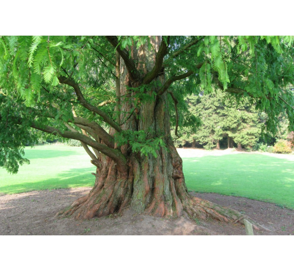 Metasequoia glyptostroboides - Метасеквоя - височина - 160-200 см.