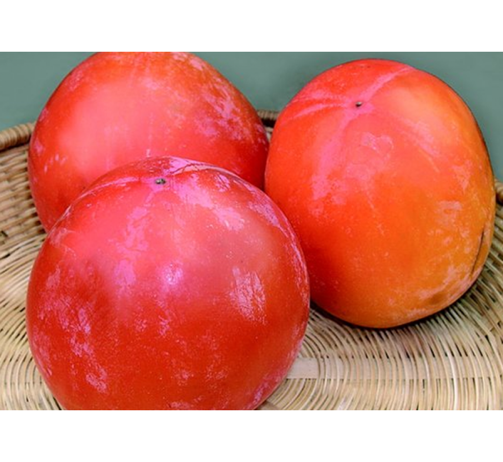 Райска ябълка Каки Типо-Kaki Tipo - 1.20 - 1.80 м.
