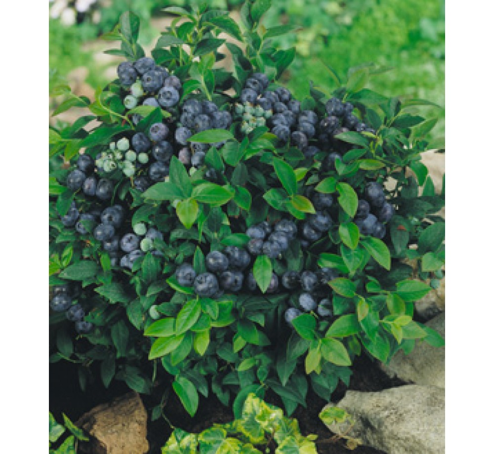 Vaccinium corymbosum - синя боровинка - приблизителни размери - 20 - 40 см.