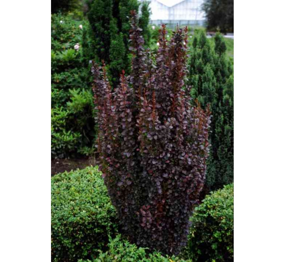 Berberis thunbergii "Red Pillar" - Берберис - кисел трън - височина на растението -  0.2 - 0.4 м.