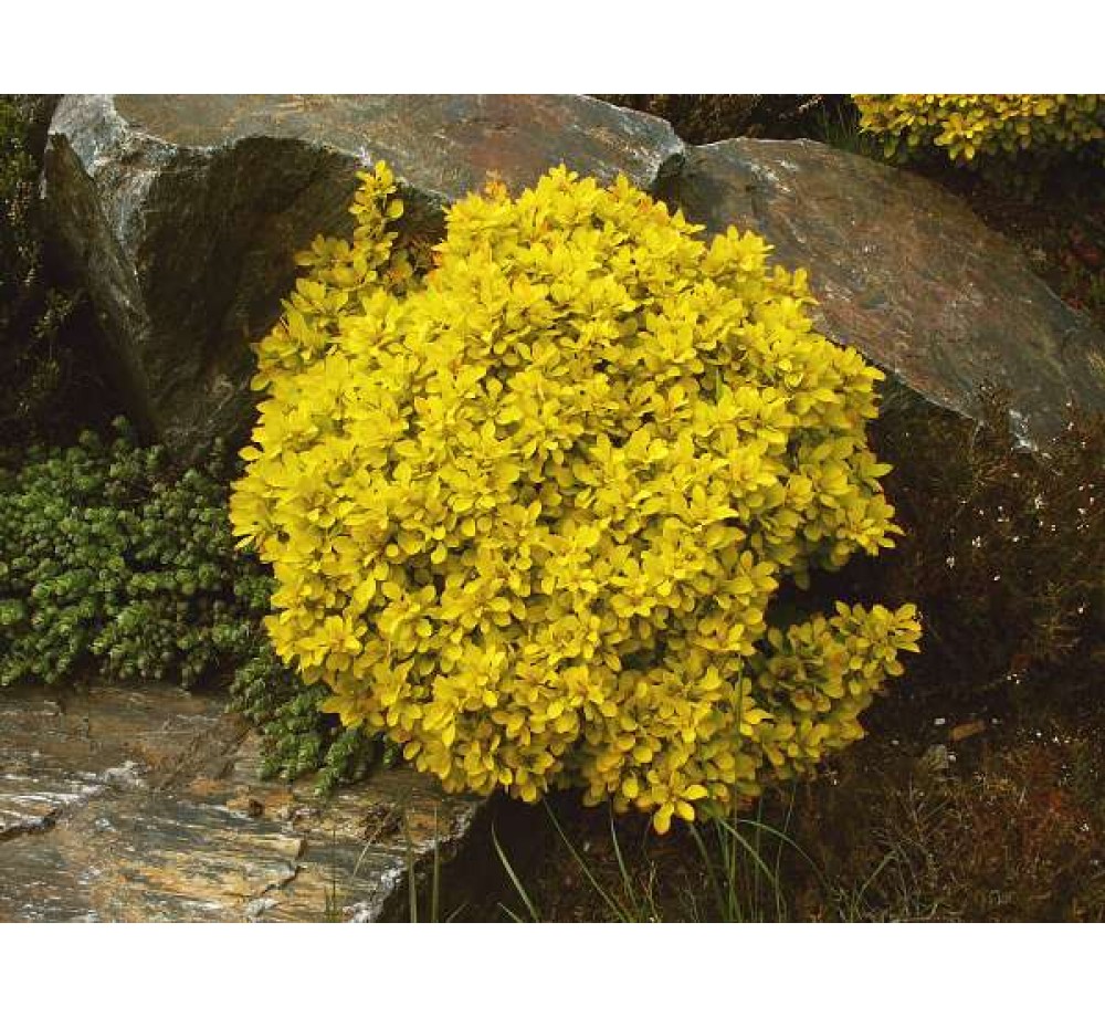 Berberis thunbergii "Goldalita" - Берберис - кисел трън - височина на растението -  0.2 - 0.4 м.