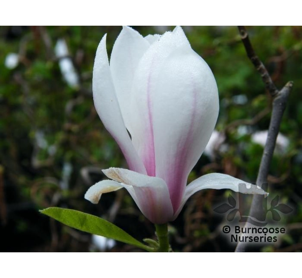 Magnolia soulangeana - магнолия - височина на растението - 0.8 - 1.20 м. Magnolia soulangeana - магнолия - височина на растението - 0.8 - 1.20 м.