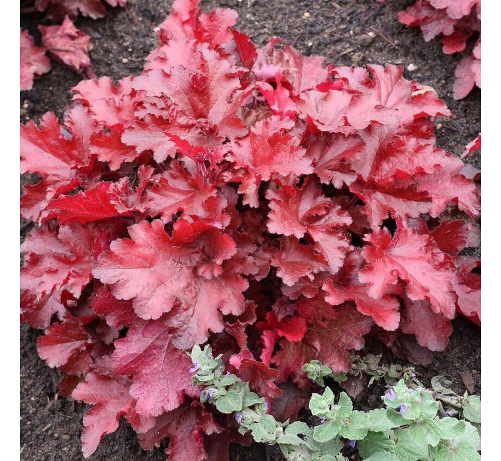Heuchera "Forever Red" - Хойхера - 0.10 - 0.3 м.