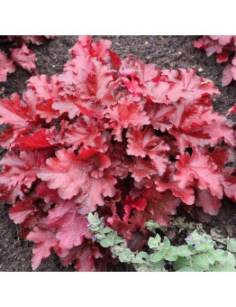 Heuchera "Forever Red" - Хойхера - 0.10 - 0.3 м.