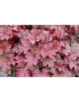 Heuchera "Berry Smoothie" - Хойхера - височина на растението - 0.10 - 0.3 м.