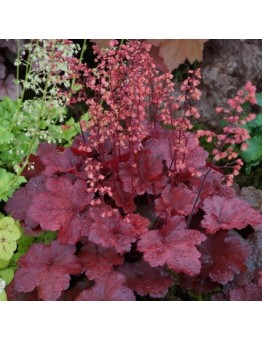 Heuchera "Cherry Cola" - Хойхера - височина на растението -  0.10 - 0.3 м.