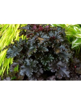 Heuchera "Black Taffeta" - Хойхера - височина на растението -  0.10 - 0.3 м.